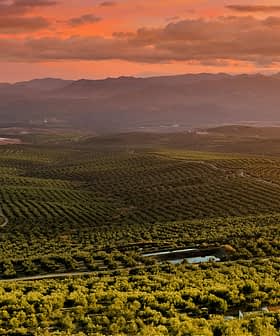 Expansive olive grove landscape with rolling hills and a sunset sky in the background. - Olive Oil Times