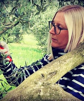 Woman using pruning shears to trim branches of an olive tree while standing on a branch. - Olive Oil Times