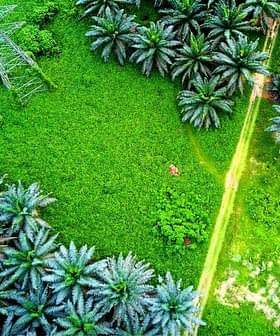 Aerial view of a palm oil plantation with dense palm trees and a power line in the background. - Olive Oil Times