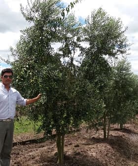 A man in a white shirt standing beside an olive tree in an orchard. - Olive Oil Times