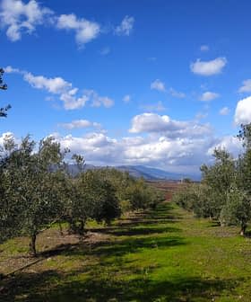 A row of olive trees in a grove under a blue sky with clouds. - Olive Oil Times