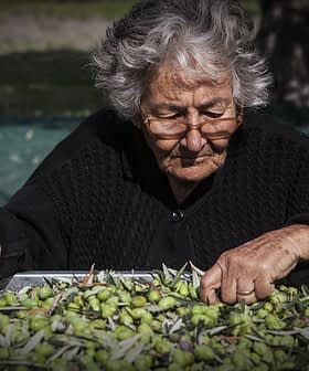 Elderly woman with glasses sorting through a large tray of olives outdoors. - Olive Oil Times