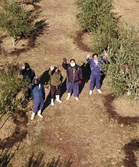 Aerial view of a group of individuals standing among olive trees in an olive grove. - Olive Oil Times