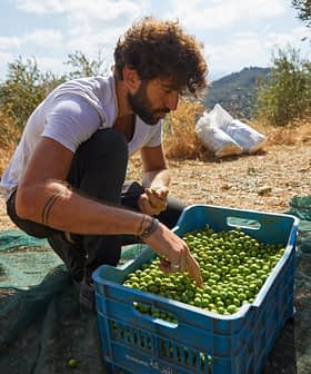 Man sorting freshly harvested green olives in a blue crate during an olive harvest. - Olive Oil Times