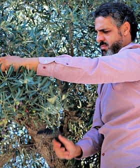 A man using a tool to harvest olives from an olive tree in a natural setting. - Olive Oil Times