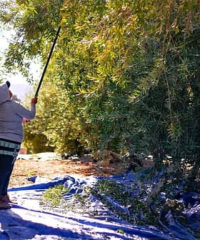 Individual using a pole to harvest olives from trees in an olive grove. - Olive Oil Times