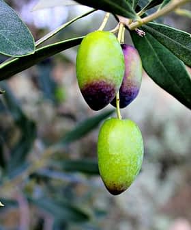 A close-up of a branch with ripening green olives, showing varying shades of green and purple. - Olive Oil Times