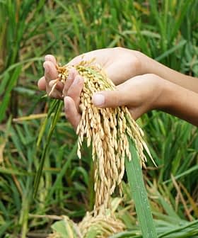 Person holding a bundle of freshly harvested rice in hands with green rice plants in the background. - Olive Oil Times
