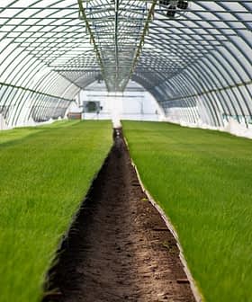 Interior view of a greenhouse with rows of green grass growing on soil. - Olive Oil Times