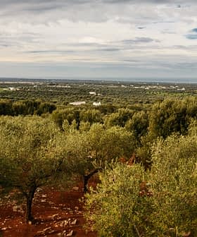 Expansive view of an olive grove with trees and a cloudy sky in the background. - Olive Oil Times