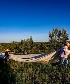 Two individuals wearing hats carrying a large white sheet across a grassy area in an olive grove. - Olive Oil Times