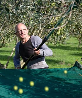 A man using a long pole to harvest olives from trees in an olive grove. - Olive Oil Times