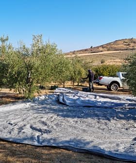 Workers collecting olives from trees with tarps spread on the ground during the harvesting process. - Olive Oil Times