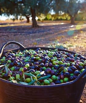A black basket filled with freshly harvested green and black olives in an olive grove. - Olive Oil Times