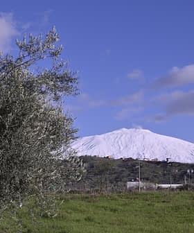 Mount Etna covered in snow with an olive tree in the foreground under a blue sky. - Olive Oil Times