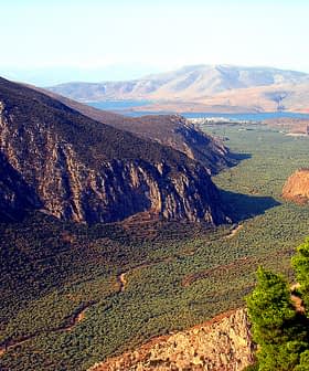 Panoramic view of the Amfissa olive grove with mountains in the background. - Olive Oil Times