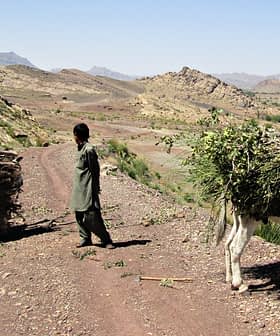 Two individuals on a dirt path with a donkey carrying a load of foliage in a mountainous landscape. - Olive Oil Times