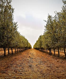 Rows of olive trees in a grove with a dirt path running through the center. - Olive Oil Times