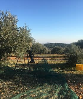 Olive trees in a field with a ladder and harvesting equipment visible. - Olive Oil Times