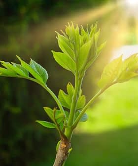 A young green plant with fresh leaves growing from a branch in natural light. - Olive Oil Times