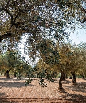 A view of an olive grove featuring mature olive trees with a clear sky above. - Olive Oil Times