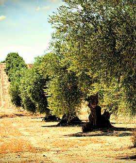 Row of mature olive trees in a dry landscape with a plowed field in the background. - Olive Oil Times