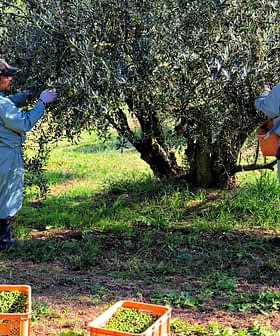 Two workers harvesting olives from an olive tree in an orchard. - Olive Oil Times