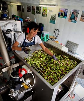 Woman sorting green and black olives in a processing facility with machinery in the background. - Olive Oil Times