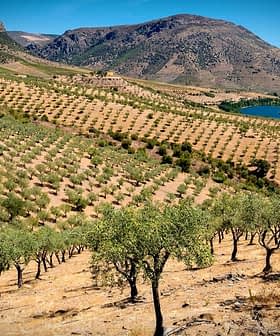 Aerial view of an olive grove with rows of olive trees on a hillside near a body of water. - Olive Oil Times