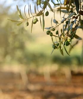 Close-up of an olive tree branch with green olives and blurred background. - Olive Oil Times