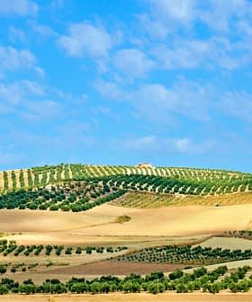 Rolling hills with olive trees arranged in neat rows under a blue sky with clouds. - Olive Oil Times