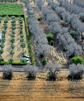 Aerial view showing an olive grove with trees and agricultural land in a rural setting. - Olive Oil Times