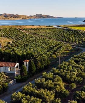 Aerial view of an olive grove with a small house and coastline in the background. - Olive Oil Times