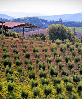 A hillside olive grove with rows of olive trees and structures in the background. - Olive Oil Times