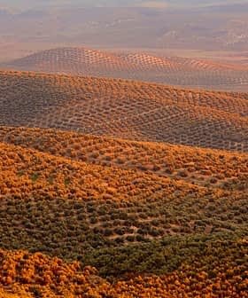 Aerial view of rolling hills covered with olive trees in a landscape setting. - Olive Oil Times