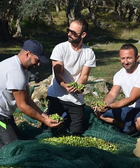 Three men collecting olives in a field, kneeling on the ground with green olives in their hands. - Olive Oil Times