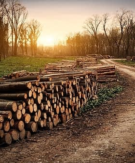 Piles of cut logs stacked along a dirt path in a forest during sunset. - Olive Oil Times