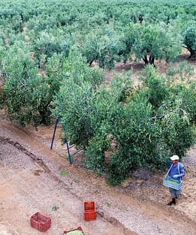 A worker in an olive grove carrying a basket while harvesting olives from the trees. - Olive Oil Times