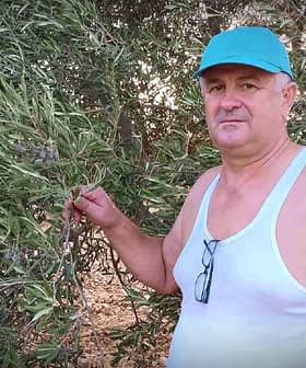 Man in a tank top and blue cap standing next to an olive tree while holding a branch. - Olive Oil Times
