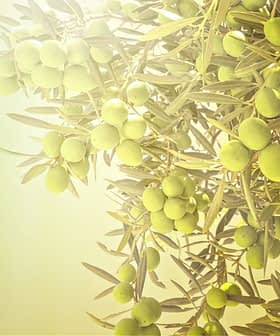 Close-up of a branch from an olive tree featuring clusters of green olives. - Olive Oil Times