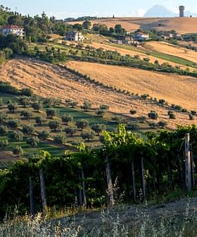 Vineyard landscape featuring rolling hills, olive trees, and farmland in a rural setting. - Olive Oil Times