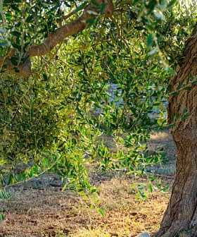 An olive tree featuring a thick trunk and abundant green leaves in natural light. - Olive Oil Times