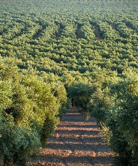 Aerial view of a lush olive grove with rows of olive trees in a structured pattern. - Olive Oil Times