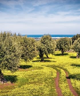 Olive trees in a grove with a pathway and yellow flowers in the foreground. - Olive Oil Times