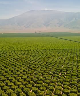 Aerial view of extensive green agricultural fields with a mountain in the background. - Olive Oil Times
