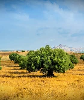 A landscape featuring olive trees in a golden field under a blue sky with clouds. - Olive Oil Times