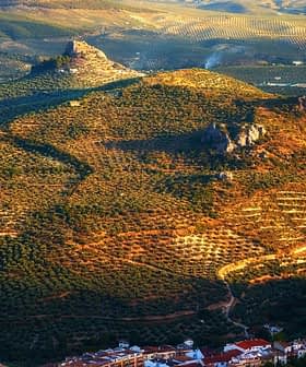 Aerial view of olive groves and hills in a rural landscape with a castle ruin. - Olive Oil Times