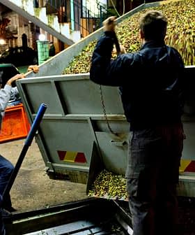 Workers unloading olives from a truck into a container during the harvesting process at night. - Olive Oil Times