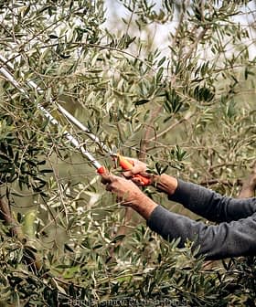 Individual using pruning shears to trim an olive tree in a garden setting. - Olive Oil Times