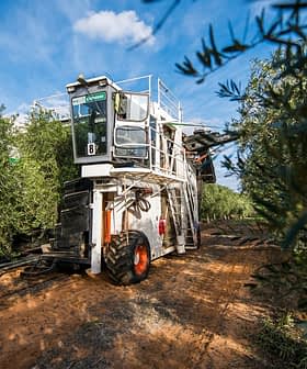 Olive harvesting machine positioned among olive trees in a grove. - Olive Oil Times